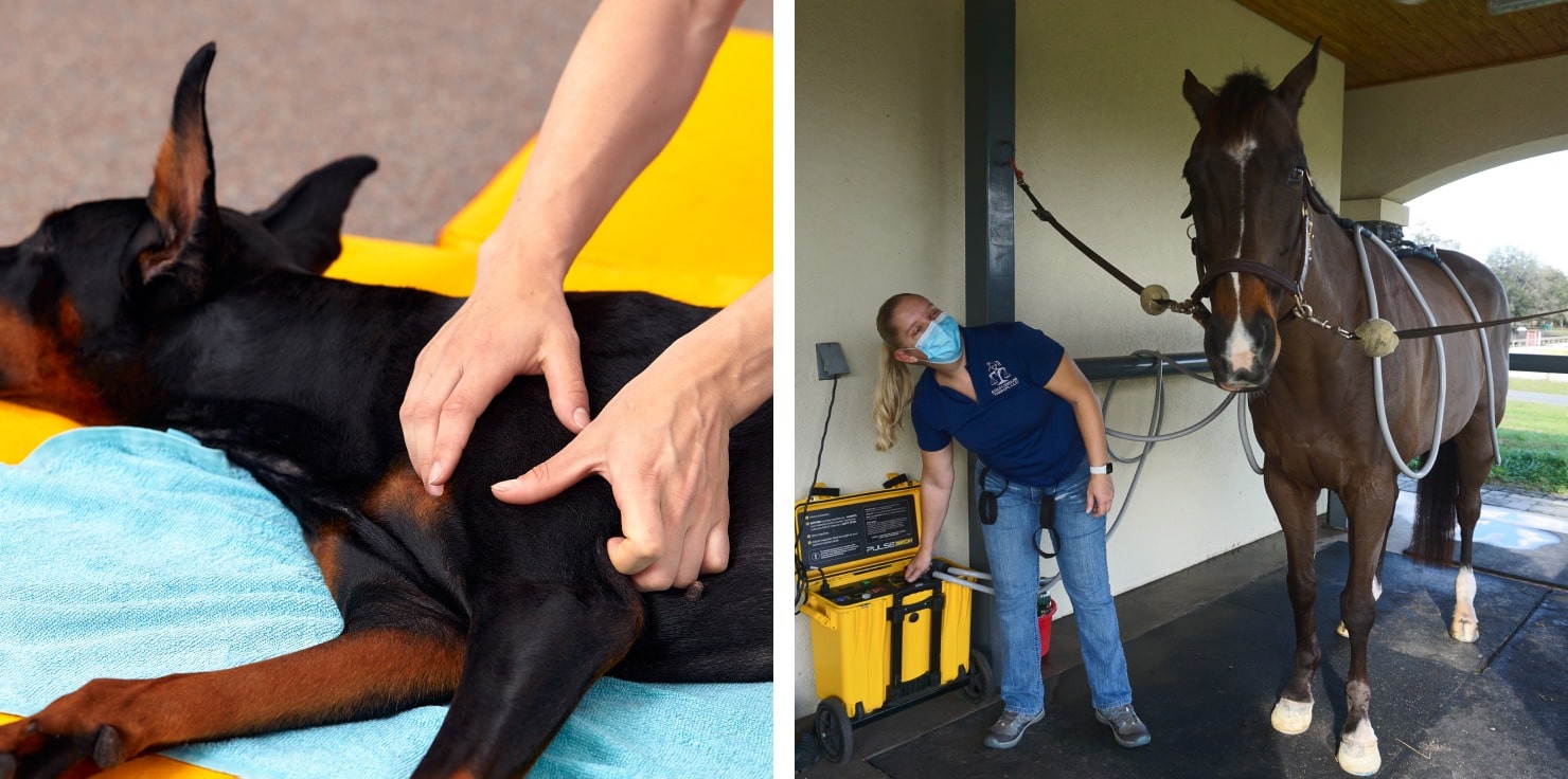 How to Keep Working Animals Healthy and Pain-Free Incorporating Wellness Practices for Longevity