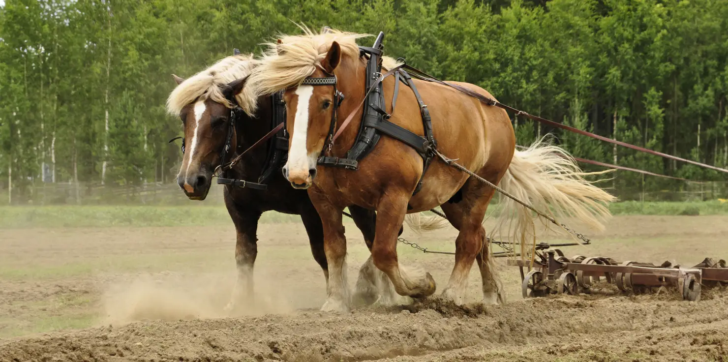 How to Keep Working Animals Healthy and Pain-Free Key Practices for Maintaining Health in Working Animals