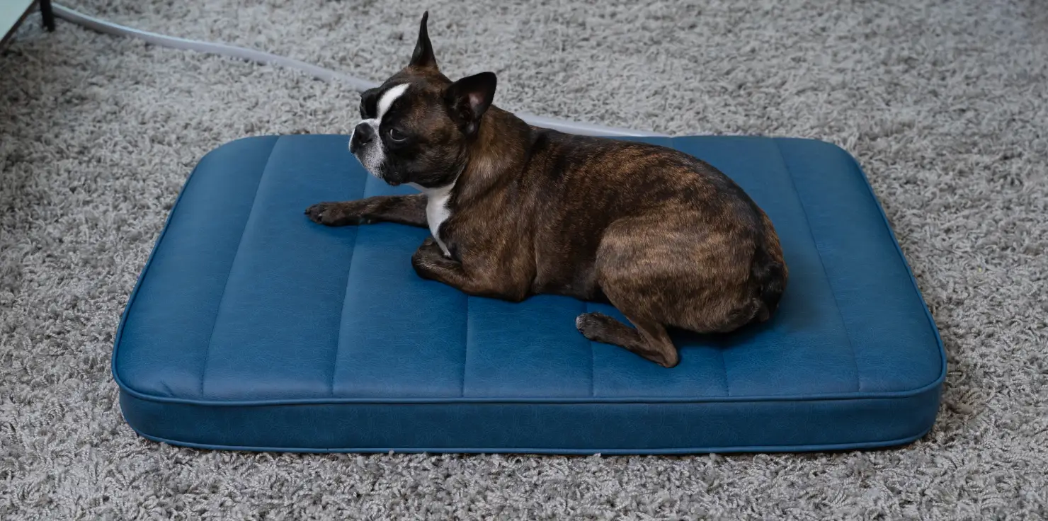 PEMF Focus Accessories 101: Tailoring Therapy for Your Animals Pet Pads