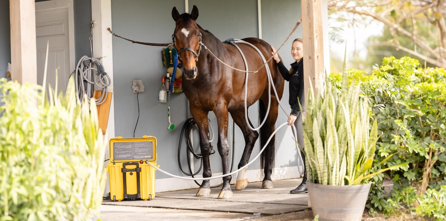 Hoof Abscesses: What They Are and How To Help Complementary Approaches to Recovery