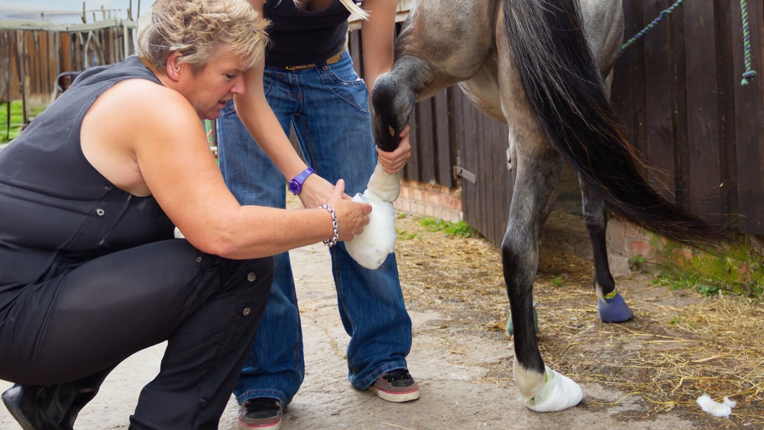 Hoof Abscesses: What They Are and How To Help A woman tends to a horse, demonstrating her nurturing approach in a serene outdoor environment.