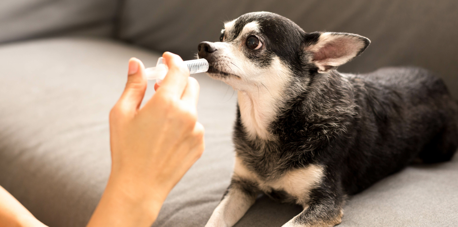 Laryngeal Paralysis in Dogs Medications for Symptom Relief