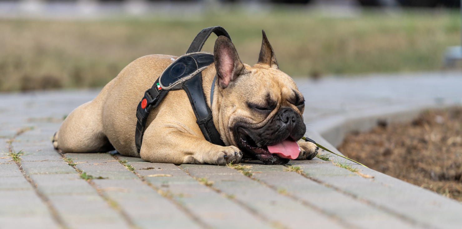 Laryngeal Paralysis in Dogs Recognizing the Symptoms of Laryngeal Paralysis in Dogs