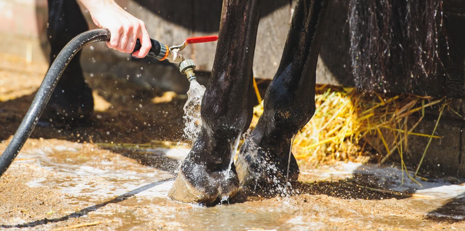 Hoof Abscesses: What They Are and How To Help Recovery and Prevention