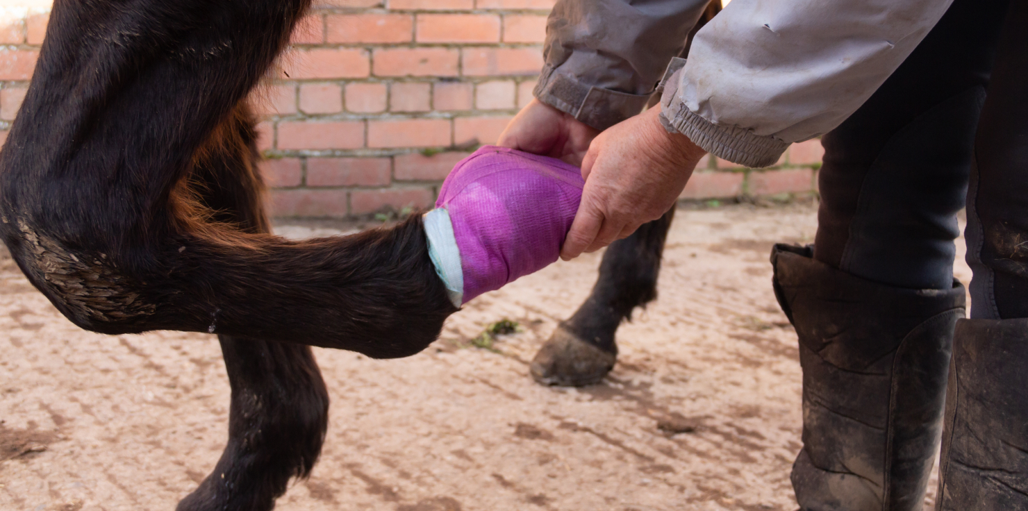 Hoof Abscesses: What They Are and How To Help Treatment Options for Hoof Abscesses