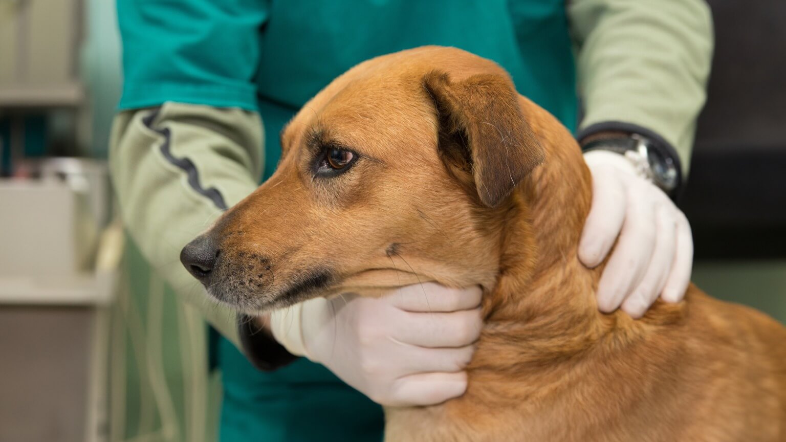Laryngeal Paralysis in Dogs What to Know About Laryngeal Paralysis in Dogs