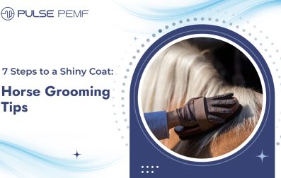 7 Steps to a Shiny Coat_ Horse Grooming Tips