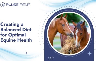 Creating a Balanced Diet for Optimal Equine Health