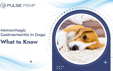 Hemorrhagic Gastroenteritis Dogs