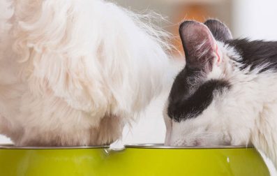 A cat and a dog eating from a food bowl together.