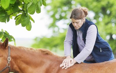 Female chiropractor treating horse outdoors.