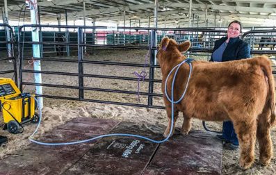 Pulse_PEMF_Show_Cattle